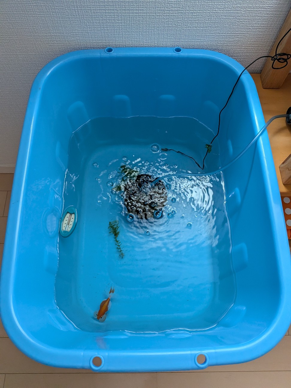 f:id:funaosarasa:20260608162350j:image