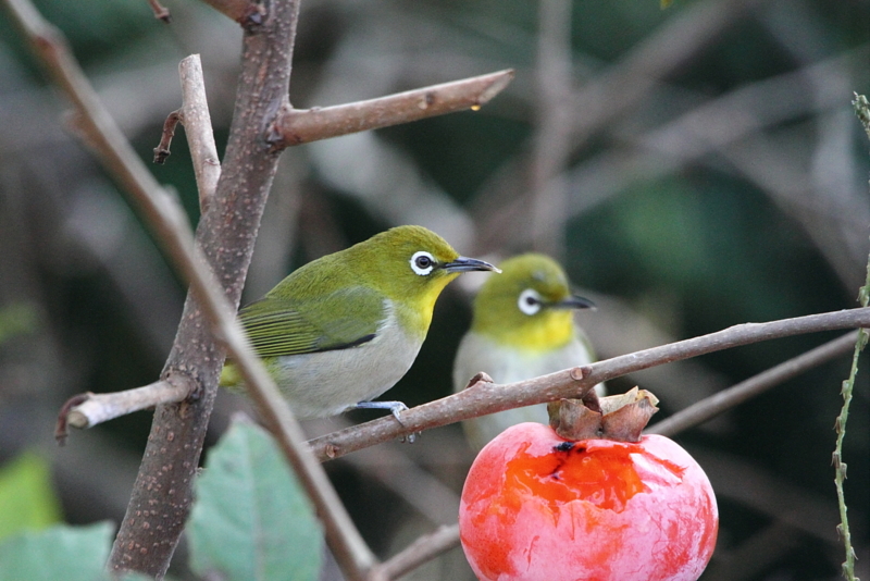f:id:funatuyo:20121103080333j:image