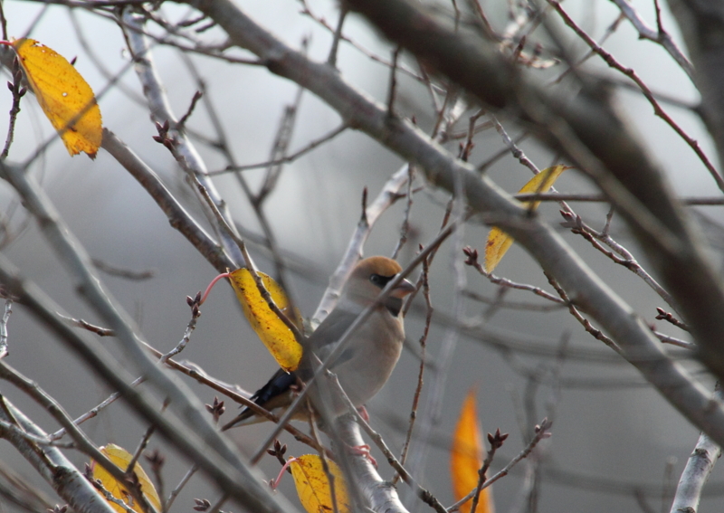 f:id:funatuyo:20121201121628j:image