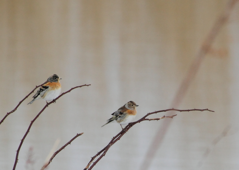 f:id:funatuyo:20130119104504j:image