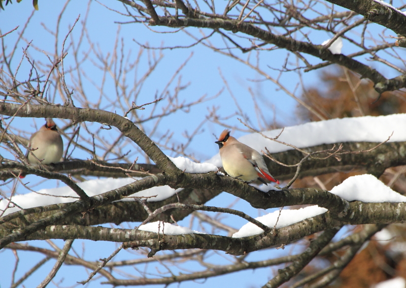 f:id:funatuyo:20130127093834j:image