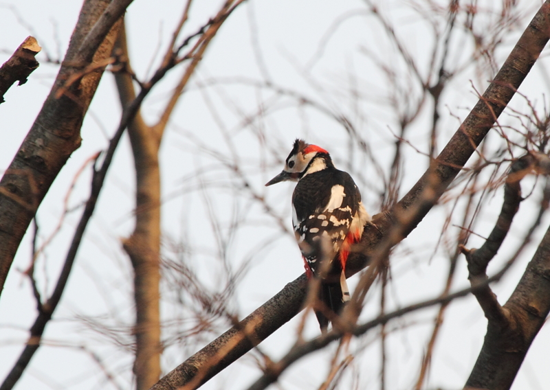 f:id:funatuyo:20130306164906j:image
