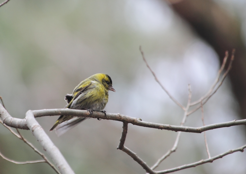 f:id:funatuyo:20130307084454j:image