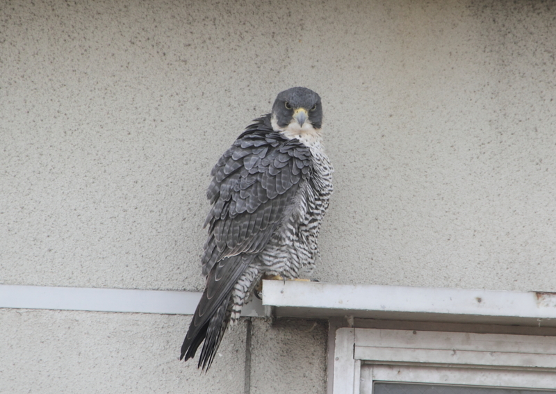 f:id:funatuyo:20130307150739j:image