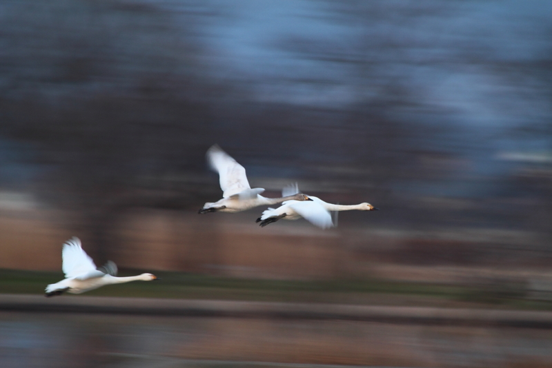 f:id:funatuyo:20130309173140j:image