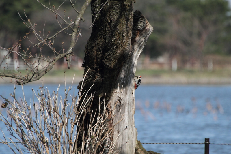 f:id:funatuyo:20130322085054j:image