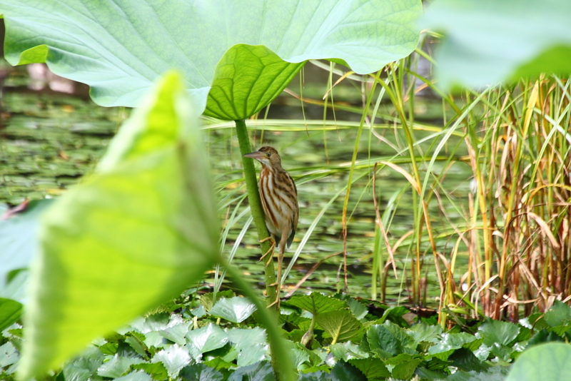 f:id:funatuyo:20130804101341j:image