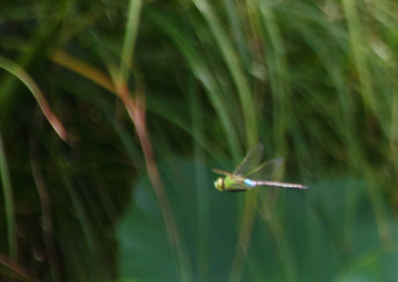 f:id:funatuyo:20130804102908j:image