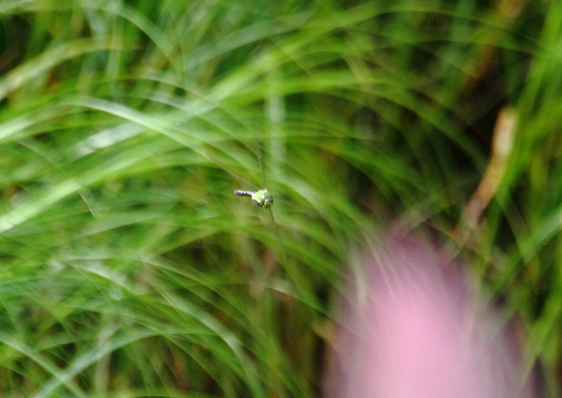 f:id:funatuyo:20130804102910j:image