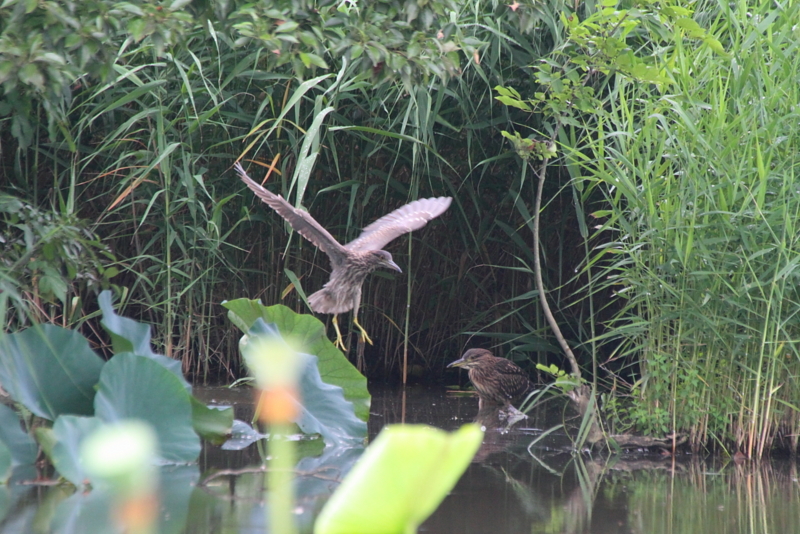 f:id:funatuyo:20130806105551j:image