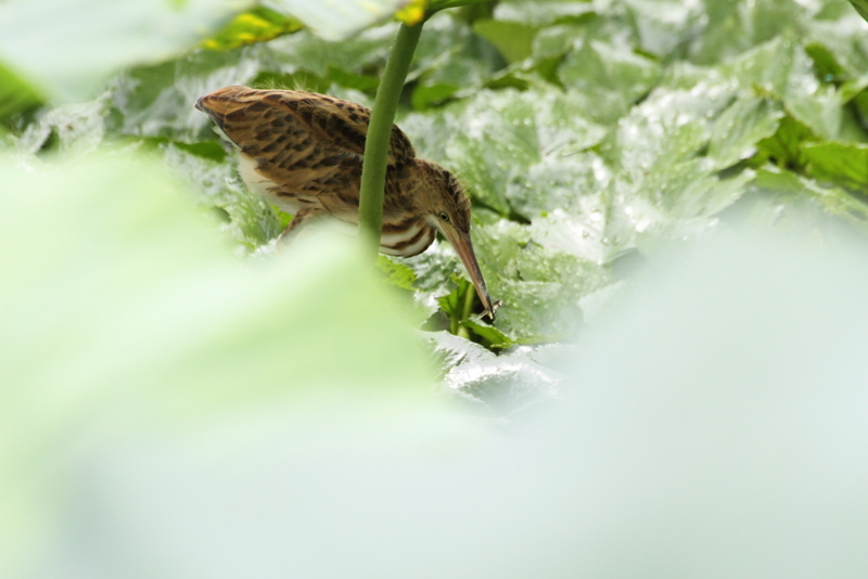f:id:funatuyo:20130806112019j:image