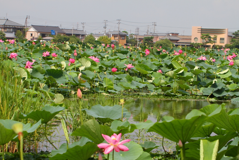 f:id:funatuyo:20130807095427j:image