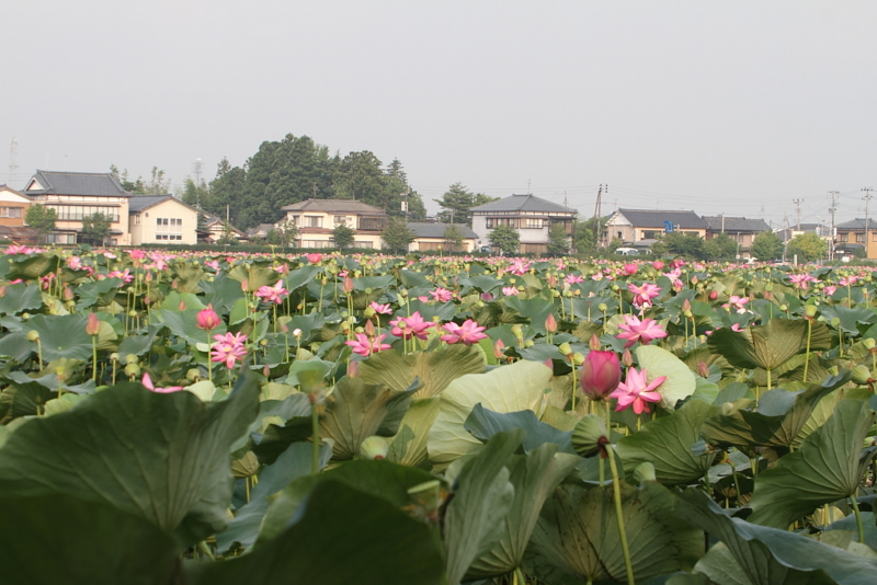 f:id:funatuyo:20130808070251j:image