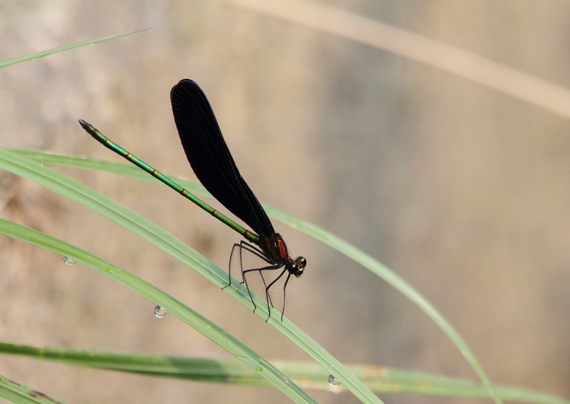 f:id:funatuyo:20130808073410j:image