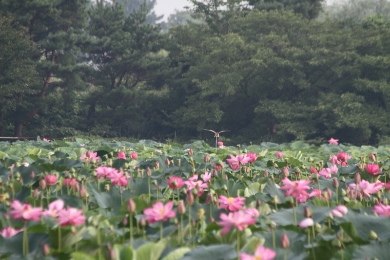 f:id:funatuyo:20130808074150j:image