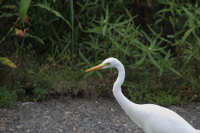 f:id:funatuyo:20130808161933j:image