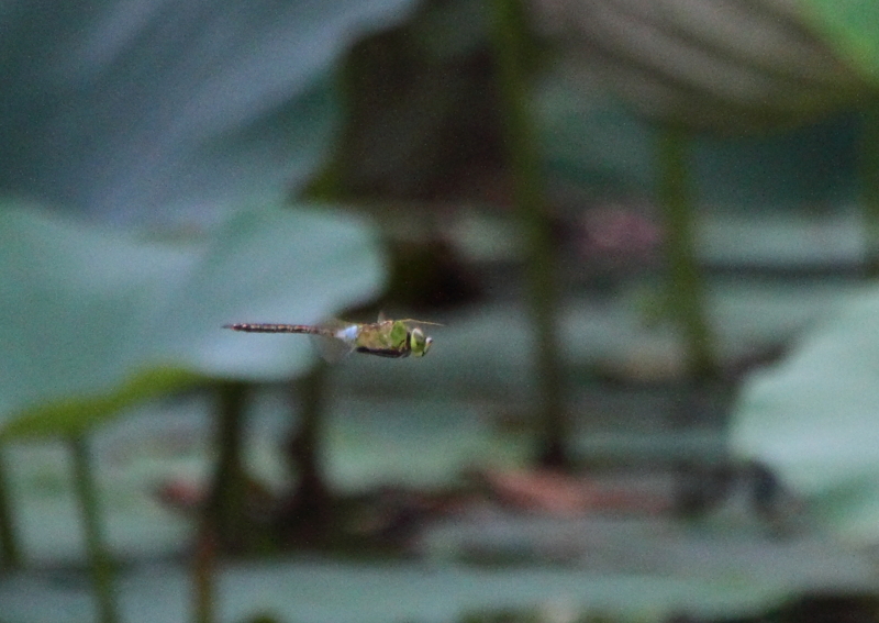 f:id:funatuyo:20130808163758j:image