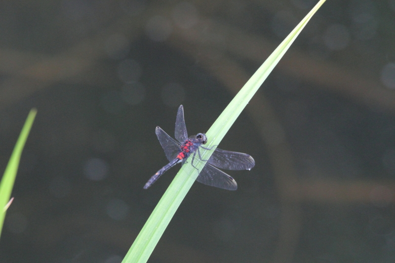 f:id:funatuyo:20130810134118j:image