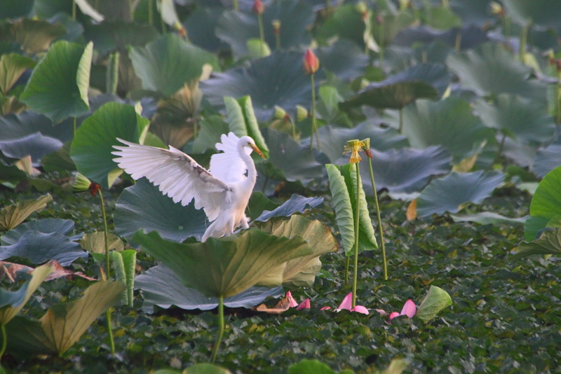 f:id:funatuyo:20130813054148j:image