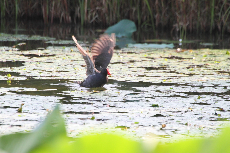 f:id:funatuyo:20130814155824j:image