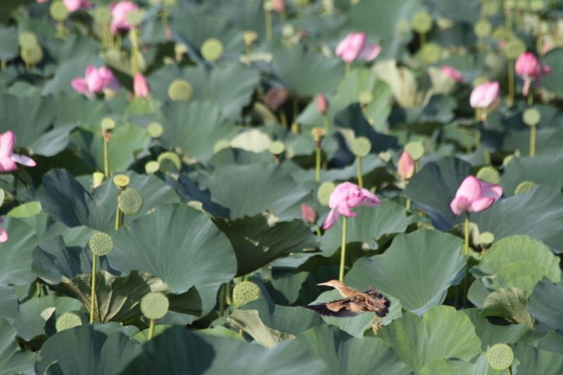 f:id:funatuyo:20130814162326j:image