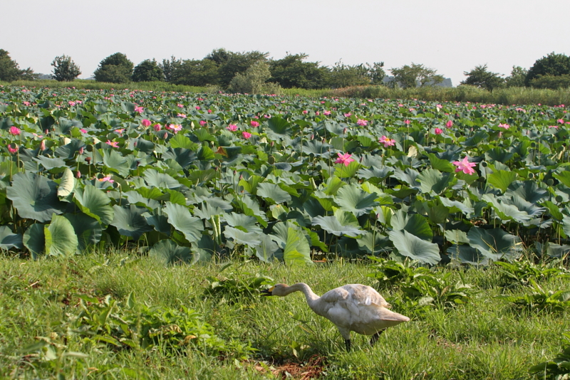 f:id:funatuyo:20130819081019j:image