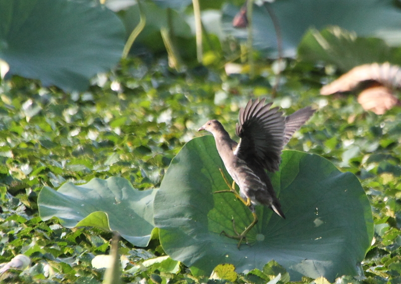 f:id:funatuyo:20130820165201j:image