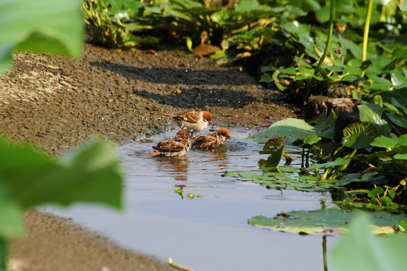 f:id:funatuyo:20130821085618j:image