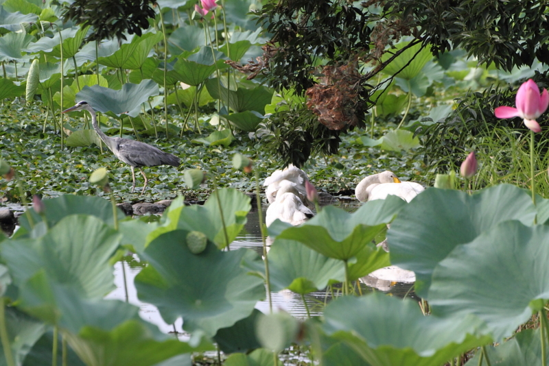 f:id:funatuyo:20130821160430j:image