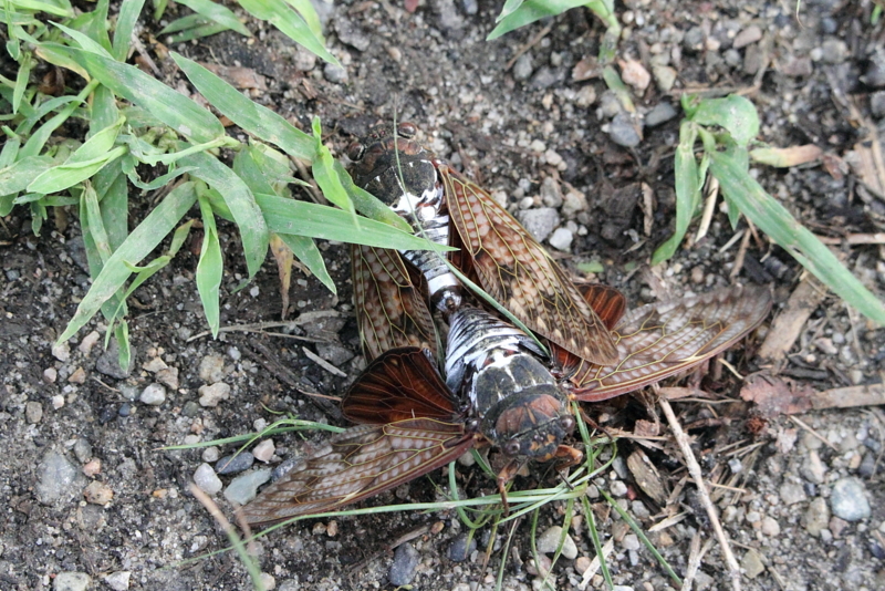 f:id:funatuyo:20130821160659j:image