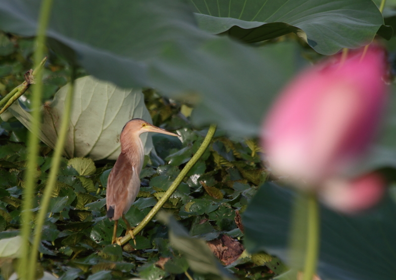 f:id:funatuyo:20130821164037j:image