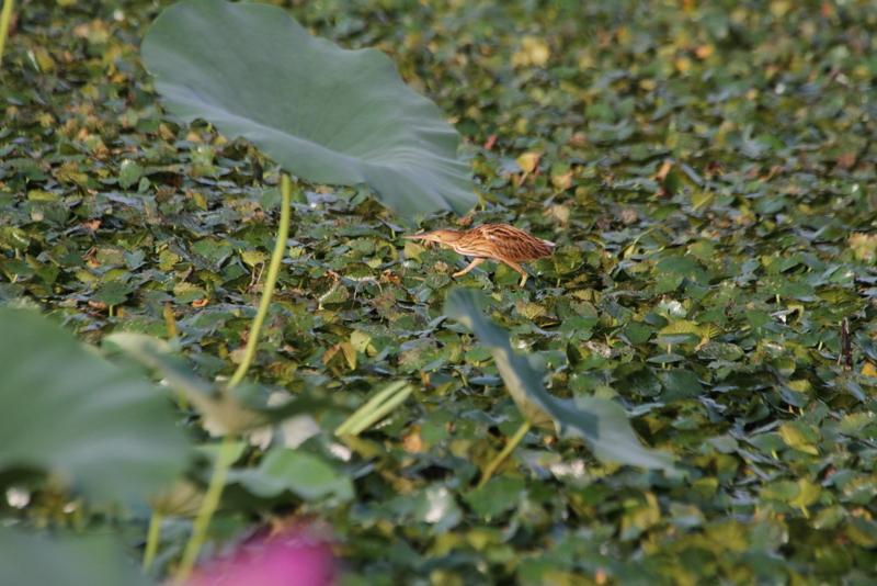 f:id:funatuyo:20130821165857j:image