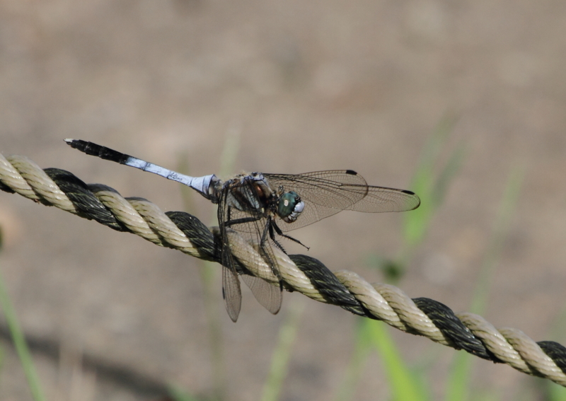 f:id:funatuyo:20130826084737j:image