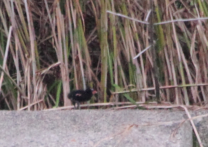 f:id:funatuyo:20130831170508j:image