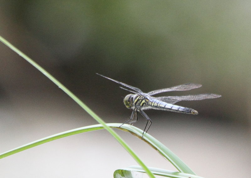 f:id:funatuyo:20130907114211j:image