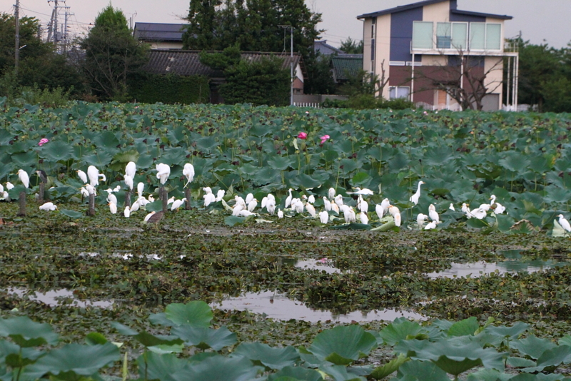f:id:funatuyo:20130908172005j:image
