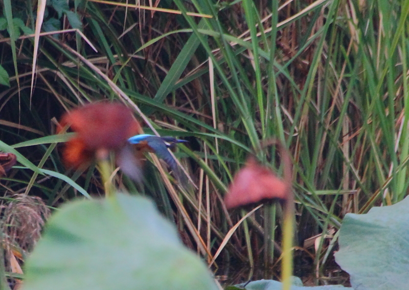 f:id:funatuyo:20131002070101j:image