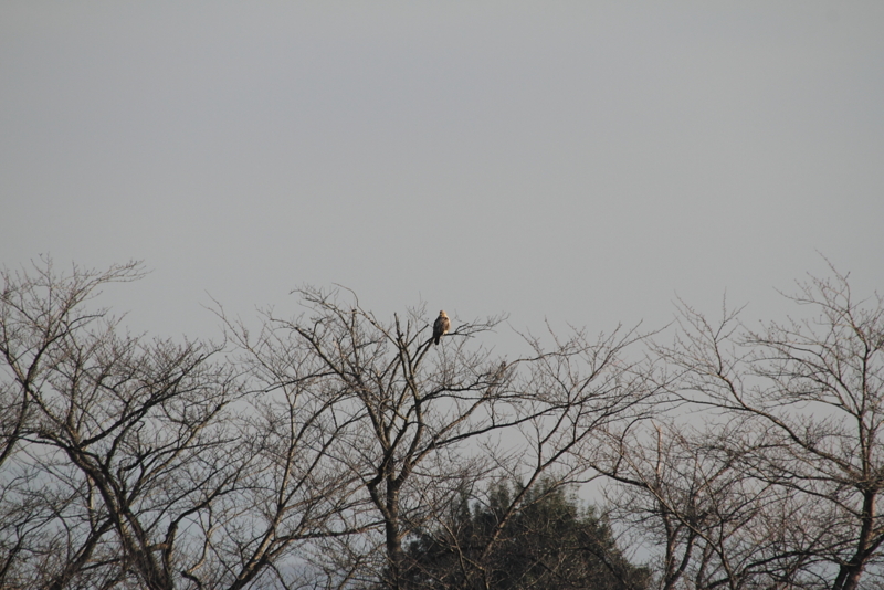 f:id:funatuyo:20131204212810j:image