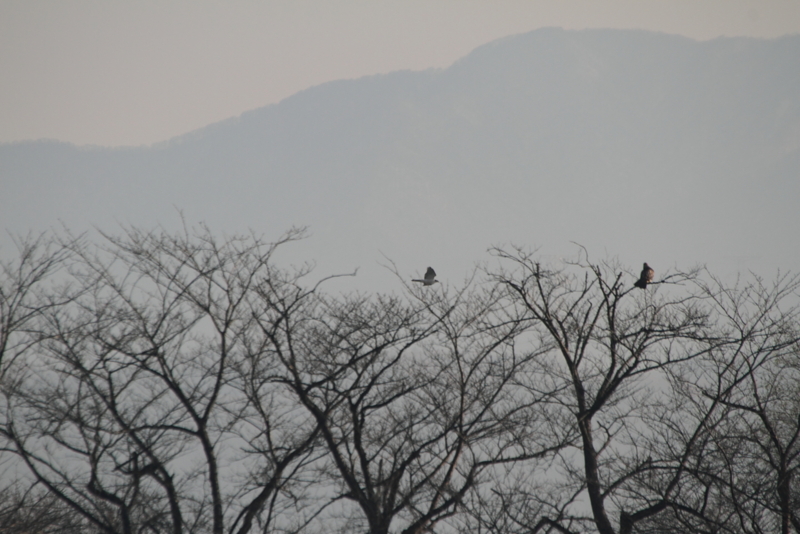 f:id:funatuyo:20131204212814j:image
