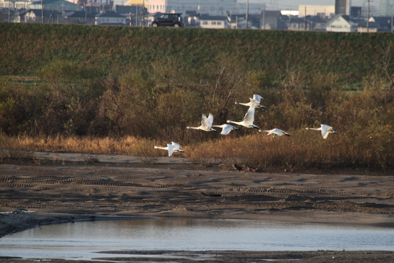 f:id:funatuyo:20131209221705j:image