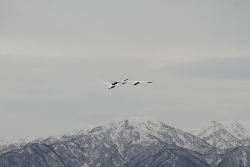 f:id:funatuyo:20131210214549j:image