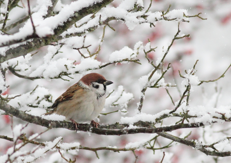 f:id:funatuyo:20131214222404j:image