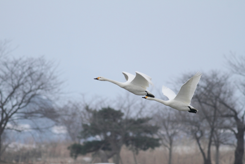 f:id:funatuyo:20140217080043j:image
