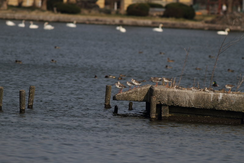 f:id:funatuyo:20140325091409j:image