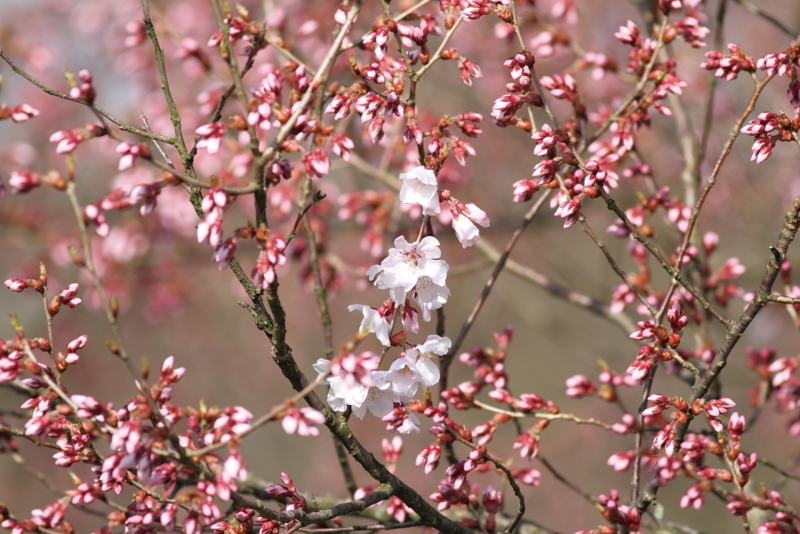 f:id:funatuyo:20140405080852j:image