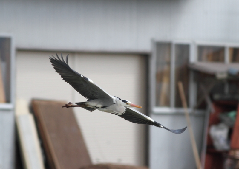 f:id:funatuyo:20140405102904j:image