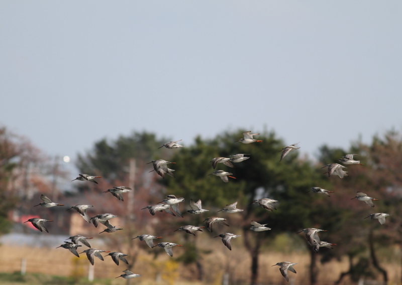 f:id:funatuyo:20140407081752j:image