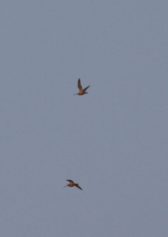 f:id:funatuyo:20140407174742j:image