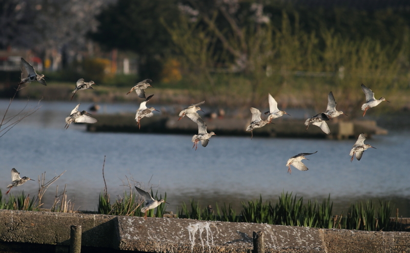 f:id:funatuyo:20140415062428j:image