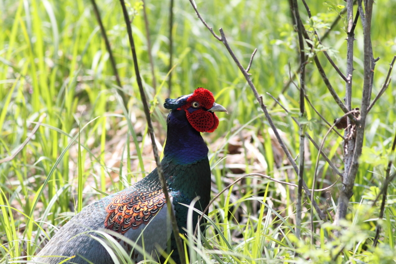 f:id:funatuyo:20140425100654j:image